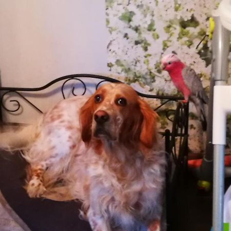 Celine Et Jose Apartment Cubzac-les-Ponts Екстериор снимка